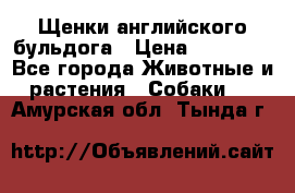 Щенки английского бульдога › Цена ­ 40 000 - Все города Животные и растения » Собаки   . Амурская обл.,Тында г.